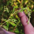 Persicaria hydropiper (L.) SpachPersicaria hydropiper (L.) Spach