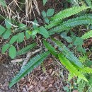 Struthiopteris spicant (L.) WeissStruthiopteris spicant (L.) Weiss