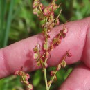 Rumex acetosa L. subsp. acetosaRumex acetosa L. subsp. acetosa