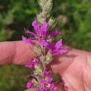 Lythrum salicaria L.Lythrum salicaria L.