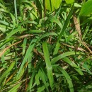 Anthoxanthum amarum Brot.Anthoxanthum amarum Brot.