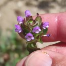 Prunella vulgaris L.Prunella vulgaris L.