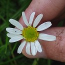 Anthemis arvensis L. subsp. arvensisAnthemis arvensis L. subsp. arvensis