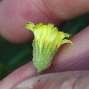 Andryala integrifolia L.Andryala integrifolia L.