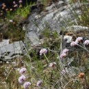 Armeria merinoi (Bernis) Nieto Fel. & Silva PandoArmeria merinoi (Bernis) Nieto Fel. & Silva Pando