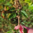 Amaranthus deflexus L.Amaranthus deflexus L.