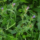 Echium rosulatum LangeEchium rosulatum Lange