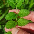 Erodium moschatum (L.) L’Her.Erodium moschatum (L.) L’Her.