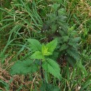Scrophularia scorodonia L.Scrophularia scorodonia L.
