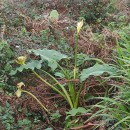 Zantedeschia aethiopica (L.) Spreng.Zantedeschia aethiopica (L.) Spreng.