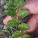 Erodium moschatum (L.) L’Her.Erodium moschatum (L.) L’Her.