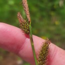 Carex binervis Sm.Carex binervis Sm.