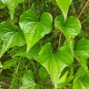 Dioscorea communis (L.) Caddick & WilkinDioscorea communis (L.) Caddick & Wilkin