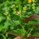 Mercurialis annua L.Mercurialis annua L.