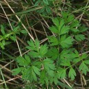 Silphiodaucus prutenicus (L.) Spalik, Wojew., Banasiak, Piwczyñski & Reduron subsp. dufourianus (Rouy & E.G.Camus) ReduronSilphiodaucus prutenicus (L.) Spalik, Wojew., Banasiak, Piwczyñski & Reduron subsp. dufourianus (Rouy & E.G.Camus) Reduron