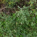 Fraxinus angustifolia VahlFraxinus angustifolia Vahl