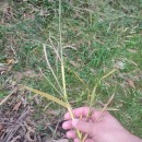 Panicum dichotomiflorum Michx.Panicum dichotomiflorum Michx.