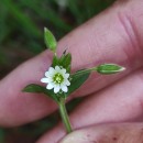 Cerastium fontanum Baumg. subsp. vulgare (Hartm.) Greuter & BurdetCerastium fontanum Baumg. subsp. vulgare (Hartm.) Greuter & Burdet