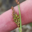 Carex binervis Sm.Carex binervis Sm.