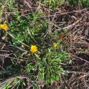 Leontodon saxatilis Lam.Leontodon saxatilis Lam.