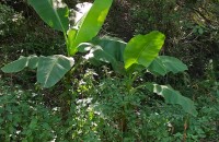 Musa x paradisiaca L.Musa x paradisiaca L.