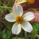 Bidens aurea (Aiton) SherffBidens aurea (Aiton) Sherff