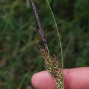 Carex flacca Schreb. subsp. erythrostachys (Hoppe) HolubCarex flacca Schreb. subsp. erythrostachys (Hoppe) Holub