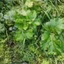 Heracleum sphondylium L. subsp. pyrenaicum (Lam.) Bonnier & LayensHeracleum sphondylium L. subsp. pyrenaicum (Lam.) Bonnier & Layens