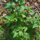 Scrophularia scorodonia L.Scrophularia scorodonia L.