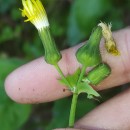 Sonchus oleraceus L.Sonchus oleraceus L.