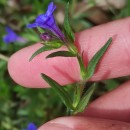 Glandora prostrata (Loisel.) D.C.ThomasGlandora prostrata (Loisel.) D.C.Thomas