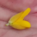 Ulex gallii Planch. subsp. galliiUlex gallii Planch. subsp. gallii