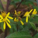 Senecio bayonnensis Boiss.Senecio bayonnensis Boiss.