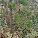 Pinus radiata D. DonPinus radiata D. Don