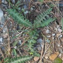 Cirsium filipendulum LangeCirsium filipendulum Lange