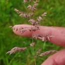 Holcus lanatus L.Holcus lanatus L.