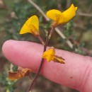 Adenocarpus lainzii (Castrov.) Castrov.Adenocarpus lainzii (Castrov.) Castrov.