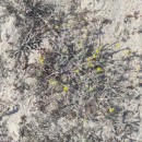 Alyssum gallaecicum (S.Ortiz) Španiel, Marhold & LihováAlyssum gallaecicum (S.Ortiz) Španiel, Marhold & Lihová