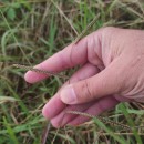 Paspalum dilatatum Poir.Paspalum dilatatum Poir.