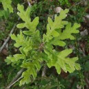 Quercus pyrenaica Willd.Quercus pyrenaica Willd.
