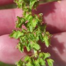 Rumex obtusifolius L.Rumex obtusifolius L.