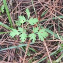 Physospermum cornubiense (L.) DC.Physospermum cornubiense (L.) DC.