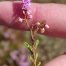 Calluna vulgaris (L.) HullCalluna vulgaris (L.) Hull