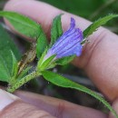 Echium rosulatum LangeEchium rosulatum Lange