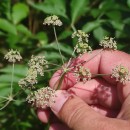 Peucedanum lancifolium LangePeucedanum lancifolium Lange