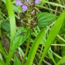 Prunella vulgaris L.Prunella vulgaris L.