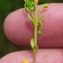 Montia fontana  L.Montia fontana  L.