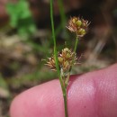 Luzula multiflora (Ehrh.) Lej.Luzula multiflora (Ehrh.) Lej.