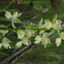 Orchis provincialis Balb. ex Lam & DC.Orchis provincialis Balb. ex Lam & DC.