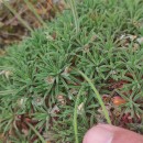 Armeria pubigera (Desf.) Boiss.Armeria pubigera (Desf.) Boiss.
